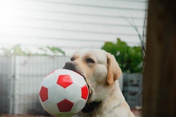 How to Teach Your Dog to Play Fetch Independently with a Ball Launcher?